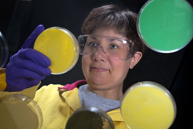 A Y‑12 lab technician examines some of the colorful aspects of uranium.