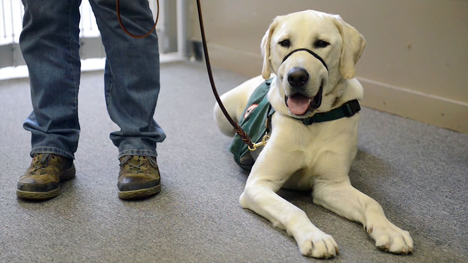 Smoky Mountain Service Dogs: Service from the heart