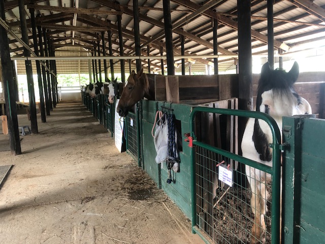 Through a contribution from the Y-12 Community Investment Fund, Shangri-La Therapeutic Academy of Riding’s (STAR) Heroes & Horses program provided 375 hours of programming and rehabilitation for veterans in 2019.