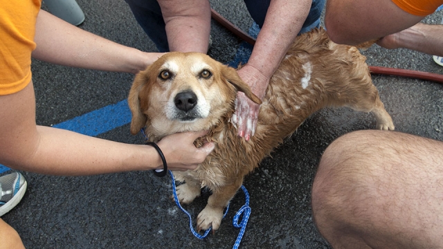 Y‑12 volunteers at the Shelter Animal Rescue Group spent time bathing and grooming dogs. SARG is dedicated to giving animals from the Oak Ridge Animal Shelter a second chance at life.